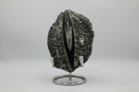 Natural Orthoceras Fossil Specimen #10