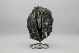 Natural Orthoceras Fossil Specimen #10