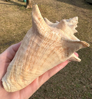 Assorted Shells for Crafts or Decor