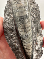 Natural Orthoceras Fossil Specimen #9