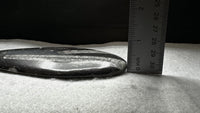 Natural Orthoceras Fossil Specimen #16