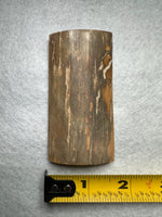 Woolly Mammoth Ivory, Pleistocene, Siberia, Russia
