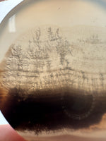 Designer Dendritic Agate Cabochon #12