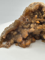 Withlacoochee River Agatized Coral #10