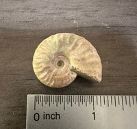 Ammonite Fossil #2