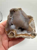 Withlacoochee River Agatized Coral #3