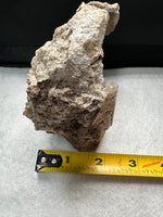 Withlacoochee River Agatized Coral #4