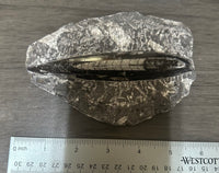 Orthoceras Fossil #11