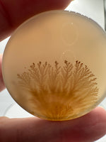Designer Dendritic Agate Cabochon #5
