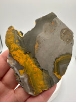 Bumblebee Jasper, Java, Indonesia #4