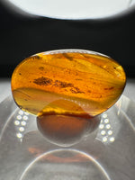 Fossil Insect Inclusion in Burmese Amber #6