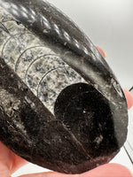 Natural Orthoceras Fossil Specimen #14
