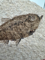 Fossil Fish, Eocene, Green River, Kemmerer, WY - Good Detail