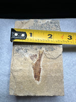 Fossil Fish, Eocene, Green River, Kemmerer, WY