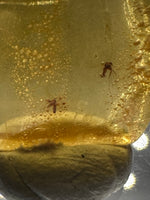 Fossil Insect Inclusion in Burmese Amber #4