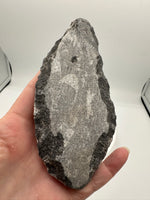 Natural Orthoceras Fossil Specimen #6