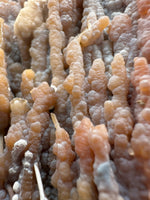 Withlacoochee River Agatized Coral #14