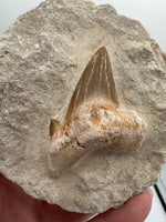 Otodus Shark Tooth, Eocene, Khouribga, Morocco on Matrix #2
