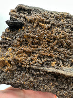 Permineralized Wood Specimen with Quartz Druzy