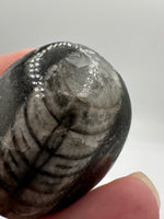 Natural Orthoceras Fossil Specimen #23