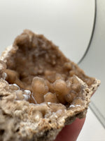 Withlacoochee River Agatized Coral #9
