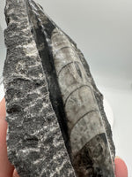 Natural Orthoceras Fossil Specimen #6