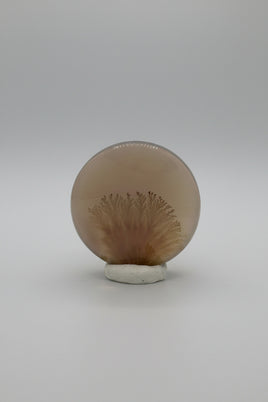 Designer Dendritic Agate Cabochon #5