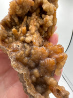Withlacoochee River Agatized Coral #10