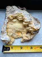 Withlacoochee River Agatized Coral #12