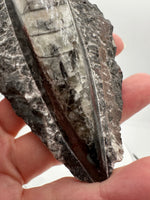 Natural Orthoceras Fossil Specimen #15