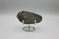 Natural Orthoceras Fossil Specimen #11