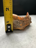 Withlacoochee River Agatized Coral #1