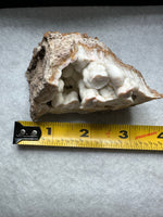 Withlacoochee River Agatized Coral #11