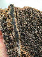 Permineralized Wood Specimen with Quartz Druzy