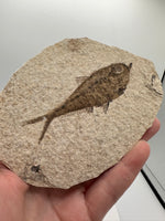 Fossil Fish, Eocene, Green River, Kemmerer, WY - Good Detail