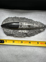 Natural Orthoceras Fossil Specimen #8