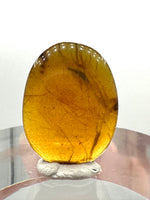 Fossil Insect Inclusion in Burmese Amber #1