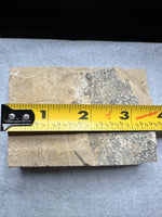 Fossil Fish, Eocene, Green River, Kemmerer, WY