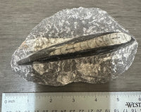 Orthoceras Fossil #12