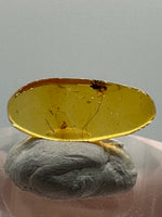 Fossil Insect Inclusion in Burmese Amber #8