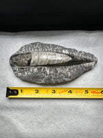 Natural Orthoceras Fossil Specimen #6