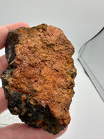 Uvite, Powers Farm, Pierrepont, New York