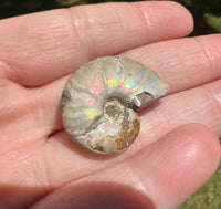 Ammonite Fossil #1