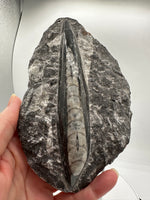 Natural Orthoceras Fossil Specimen #13