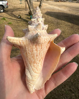 Assorted Shells for Crafts or Decor