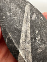 Natural Orthoceras Fossil Specimen #16