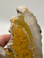 Bumblebee Jasper, Java, Indonesia #6