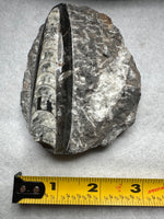 Natural Orthoceras Fossil Specimen #12