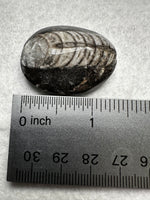 Natural Orthoceras Fossil Specimen #23