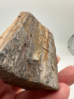 Petrified Wood Specimen #2